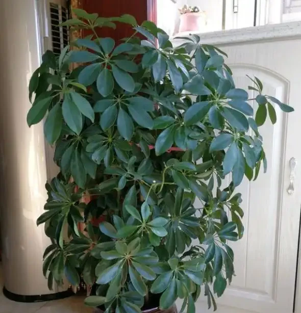 插枝鵝掌藤,教你小技巧,3分鐘學會,1年長滿一大盆!
