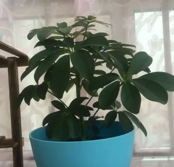 插枝鵝掌藤,教你小技巧,3分鐘學會,1年長滿一大盆!