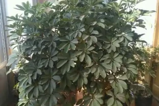 插枝鵝掌藤，教你小技巧，3分鐘學會，1年長滿一大盆！