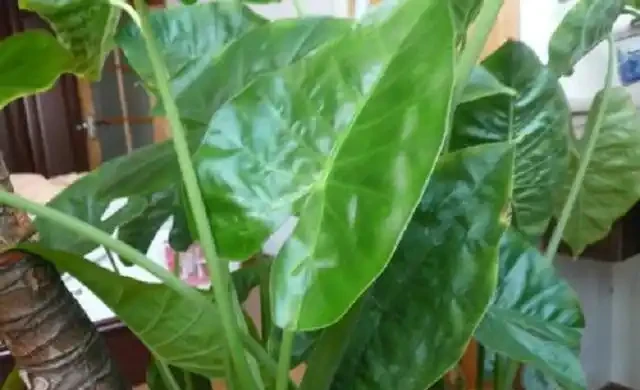 家種海芋，是「與狼共舞」，汁液有毒別觸碰，淨化空氣有奇效