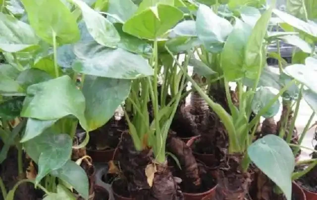 家種海芋，是「與狼共舞」，汁液有毒別觸碰，淨化空氣有奇效