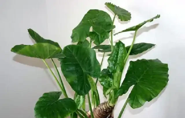 家種海芋，是「與狼共舞」，汁液有毒別觸碰，淨化空氣有奇效