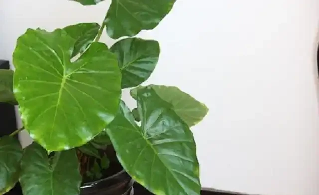 家種海芋，是「與狼共舞」，汁液有毒別觸碰，淨化空氣有奇效