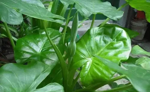 家種海芋，是「與狼共舞」，汁液有毒別觸碰，淨化空氣有奇效