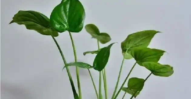家種海芋，是「與狼共舞」，汁液有毒別觸碰，淨化空氣有奇效