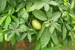 發財樹能開花，還能結「果子」，果子像檸檬，能見到真「幸運」