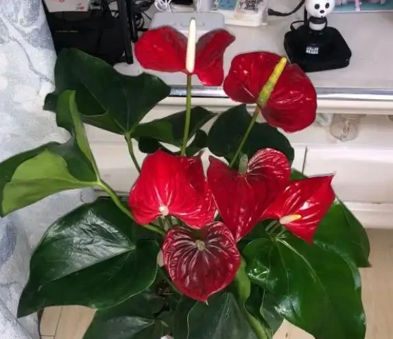 家中養火鶴花,4個「小事」不注意,葉片發黃乾枯,越養越殘!