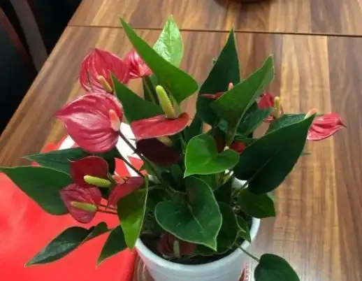 家中養火鶴花,4個「小事」不注意,葉片發黃乾枯,越養越殘!