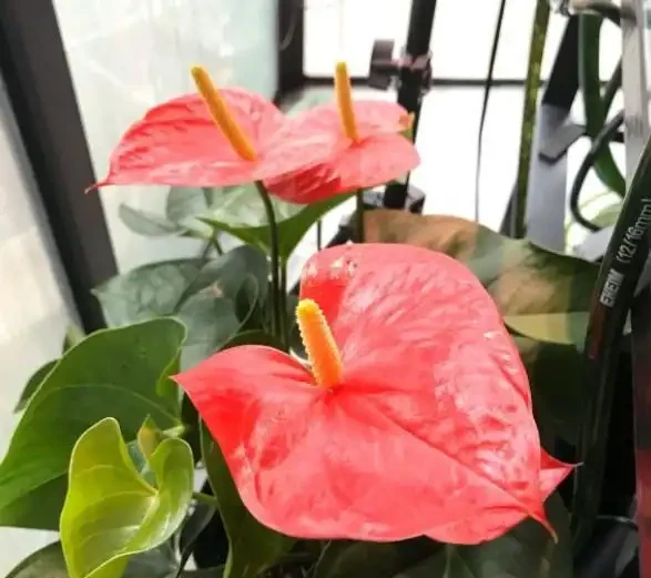 家中養火鶴花,4個「小事」不注意,葉片發黃乾枯,越養越殘!