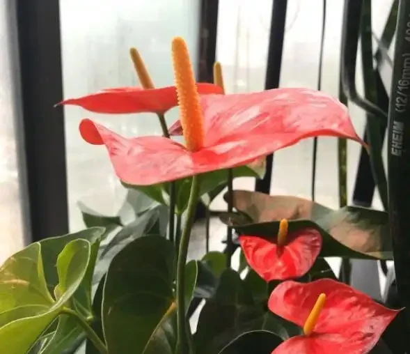 家中養火鶴花,4個「小事」不注意,葉片發黃乾枯,越養越殘!