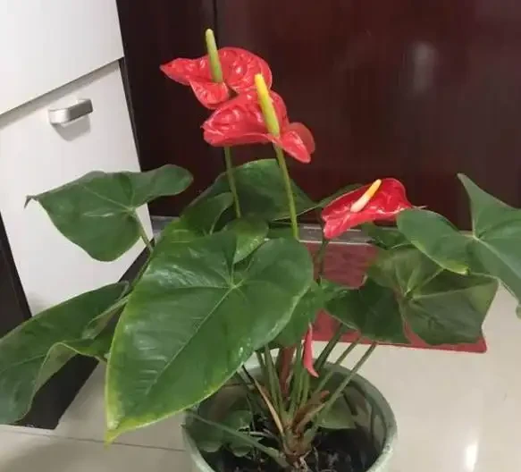 家中養火鶴花,4個「小事」不注意,葉片發黃乾枯,越養越殘!