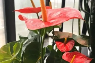 家中養火鶴花，4個「小事」不注意，葉片發黃乾枯，越養越殘！