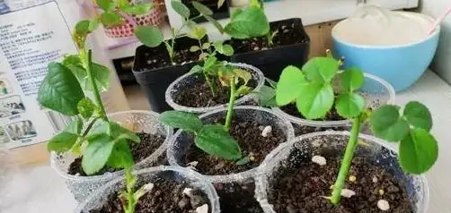 教你在家自制「長根水」，操作簡單易上手，讓根鬚越長越旺