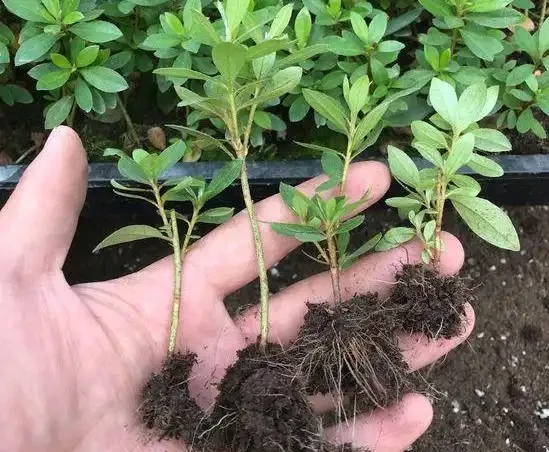 教你在家自制「長根水」，操作簡單易上手，讓根鬚越長越旺