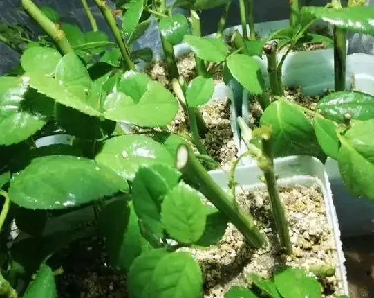 教你在家自制「長根水」，操作簡單易上手，讓根鬚越長越旺