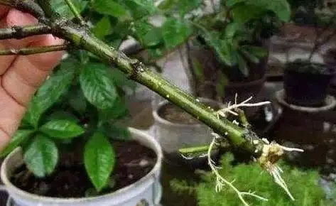教你在家自制「長根水」，操作簡單易上手，讓根鬚越長越旺