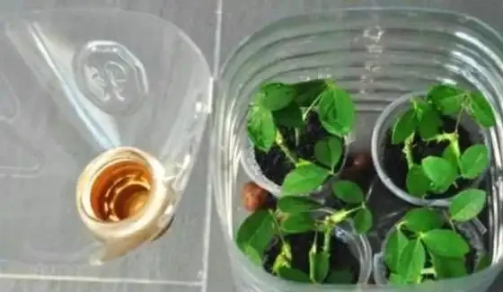 教你在家自制「長根水」，操作簡單易上手，讓根鬚越長越旺