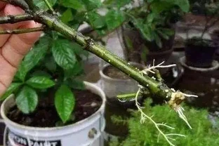 教你在家自制「長根水」，操作簡單易上手，讓根鬚越長越旺