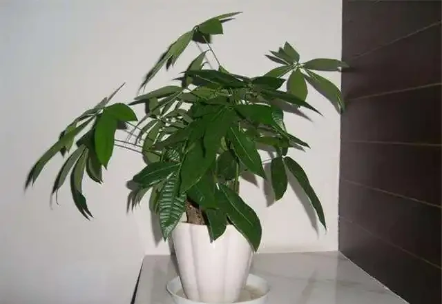 發財樹的3種病蟲害，從預防到治療個個擊破，植株飽滿葉片油亮