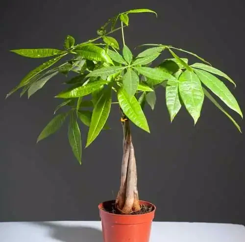 發財樹的3種病蟲害，從預防到治療個個擊破，植株飽滿葉片油亮