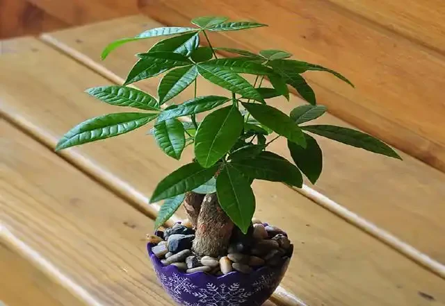 發財樹的3種病蟲害，從預防到治療個個擊破，植株飽滿葉片油亮