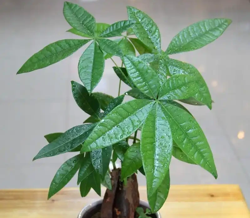發財樹的3種病蟲害，從預防到治療個個擊破，植株飽滿葉片油亮