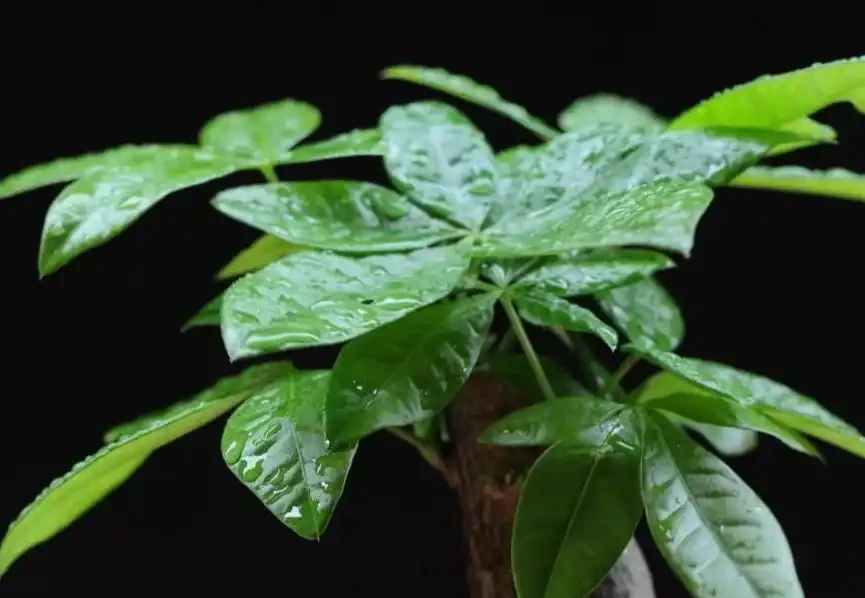 發財樹的3種病蟲害，從預防到治療個個擊破，植株飽滿葉片油亮