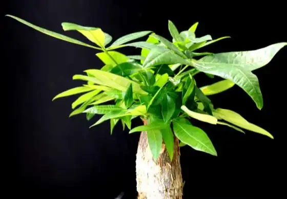 發財樹的3種病蟲害，從預防到治療個個擊破，植株飽滿葉片油亮