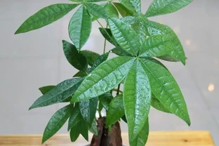 發財樹的3種病蟲害，從預防到治療個個擊破，植株飽滿葉片油亮