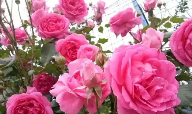 玫瑰花不用買,剪根枝條插土裡,7天長根,輕鬆繁殖一大片!