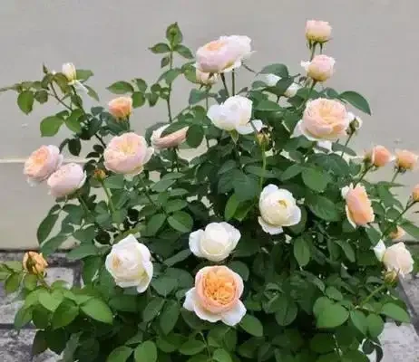 玫瑰花不用買,剪根枝條插土裡,7天長根,輕鬆繁殖一大片!