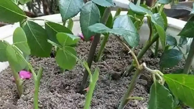 玫瑰花不用買,剪根枝條插土裡,7天長根,輕鬆繁殖一大片!
