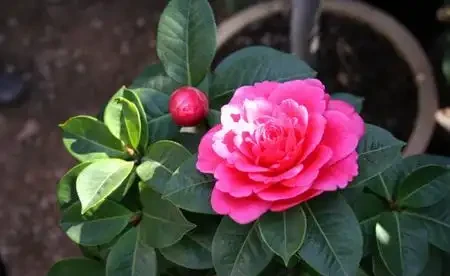 養茶花，做到「3施5不施」，南北都能養「滿盆」，再不怕黃葉