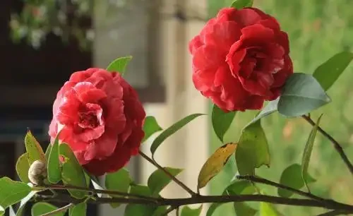 養茶花，做到「3施5不施」，南北都能養「滿盆」，再不怕黃葉