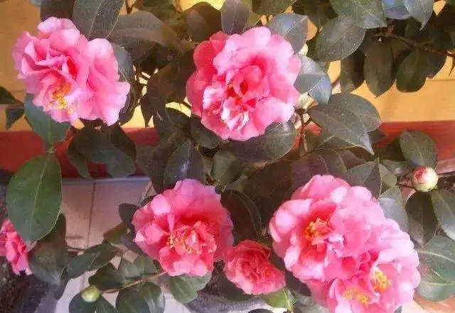 養茶花，做到「3施5不施」，南北都能養「滿盆」，再不怕黃葉