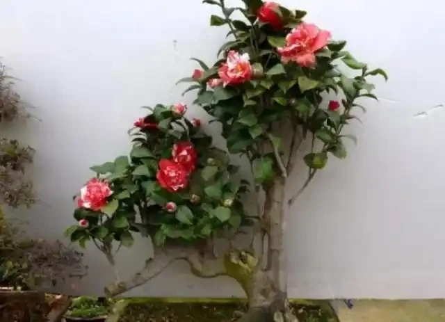 養茶花，做到「3施5不施」，南北都能養「滿盆」，再不怕黃葉