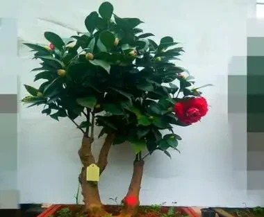 養茶花，做到「3施5不施」，南北都能養「滿盆」，再不怕黃葉