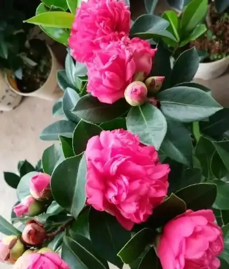 養茶花，做到「3施5不施」，南北都能養「滿盆」，再不怕黃葉