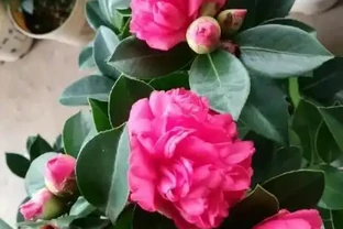養茶花，做到「3施5不施」，南北都能養「滿盆」，再不怕黃葉