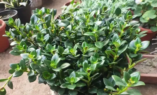 家庭養花,「3種肥」足夠,該長葉長葉,該開花開花,養啥旺啥