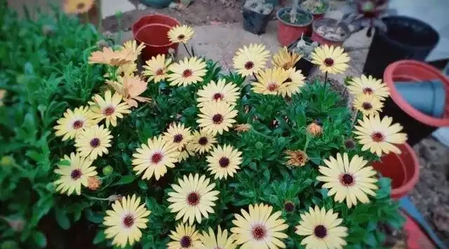 家庭養花,「3種肥」足夠,該長葉長葉,該開花開花,養啥旺啥