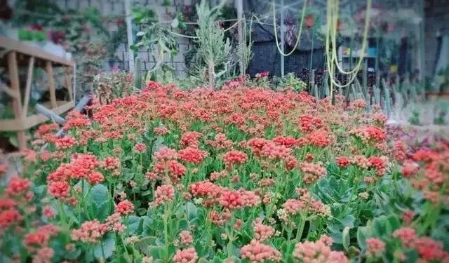 家庭養花,「3種肥」足夠,該長葉長葉,該開花開花,養啥旺啥