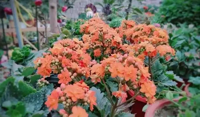 家庭養花,「3種肥」足夠,該長葉長葉,該開花開花,養啥旺啥