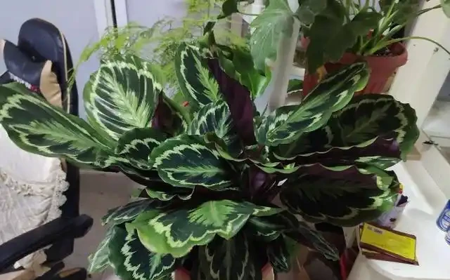 家庭養花,「3種肥」足夠,該長葉長葉,該開花開花,養啥旺啥