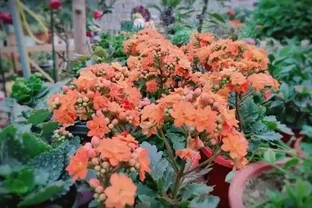 家庭養花，「3種肥」足夠，該長葉長葉，該開花開花，養啥旺啥