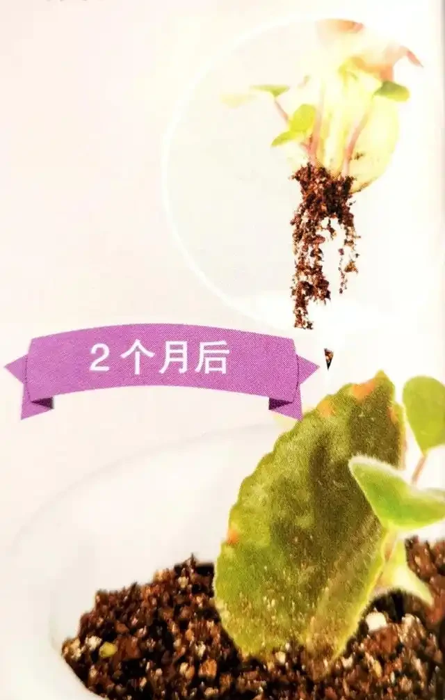 玩插枝有妙招，圖文分解插芽、插葉和插枝條的詳細步驟