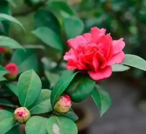 養茶花，學會4個促花「土方法」，年年開爆花，再也不脫蕾！