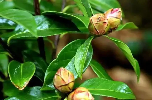 養茶花，學會4個促花「土方法」，年年開爆花，再也不脫蕾！