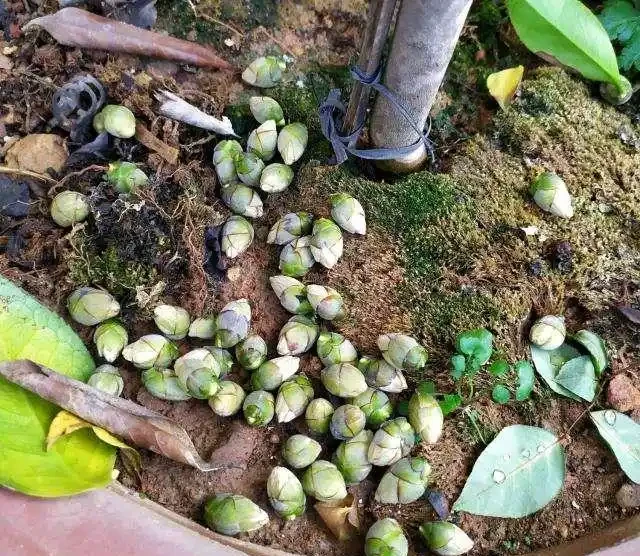 養茶花，學會4個促花「土方法」，年年開爆花，再也不脫蕾！