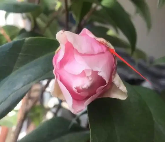養茶花，學會4個促花「土方法」，年年開爆花，再也不脫蕾！